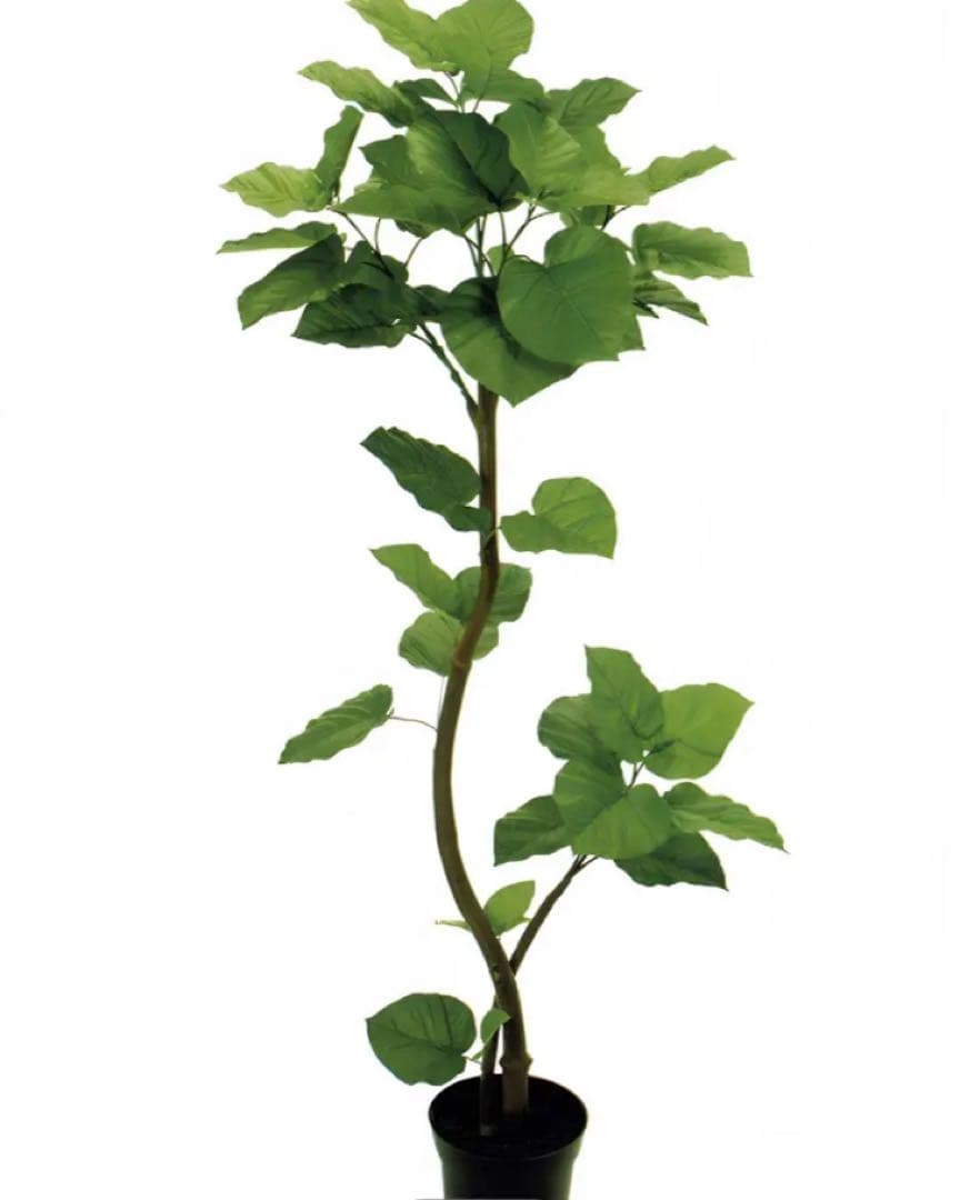 光触媒　人工観葉植物　ウォールグリーン　フェイクグリーン　ウンベラータスパイラル