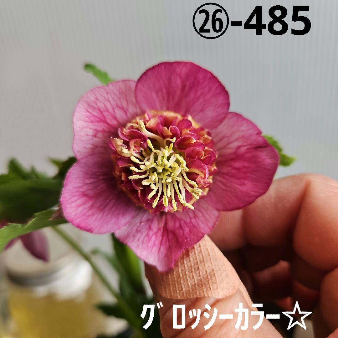 ㉖-485クリスマスローズ