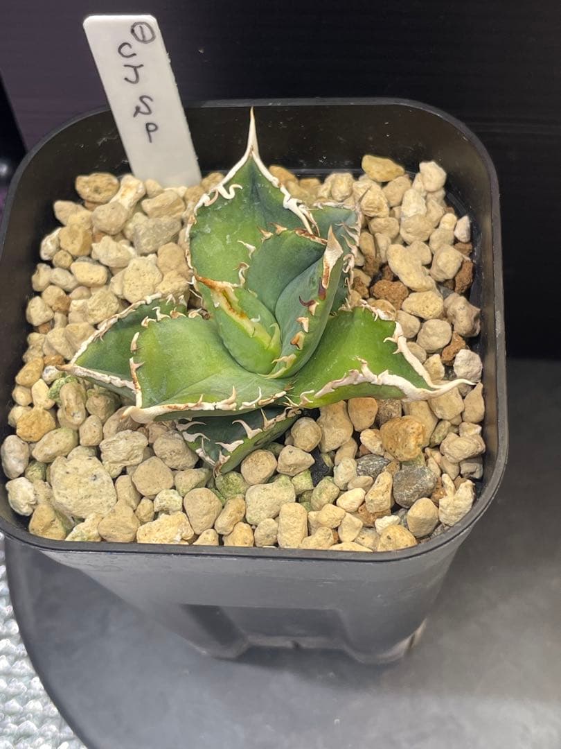 アガベ　チタノタ　ホオジロザメ　大白鯊　CJスペシャル ①