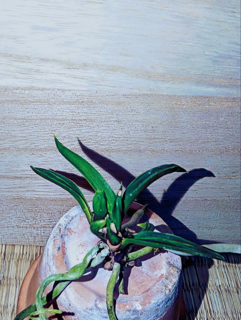 富貴蘭　オバＱ（本芸品）