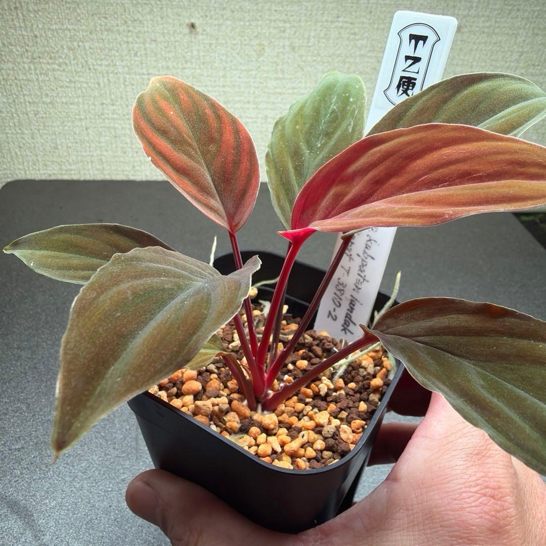 Homalomena sp. “夕霧” T-3810-2