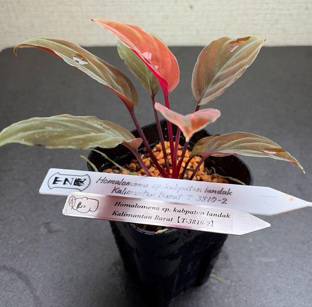 Homalomena sp. “夕霧” T-3810-2