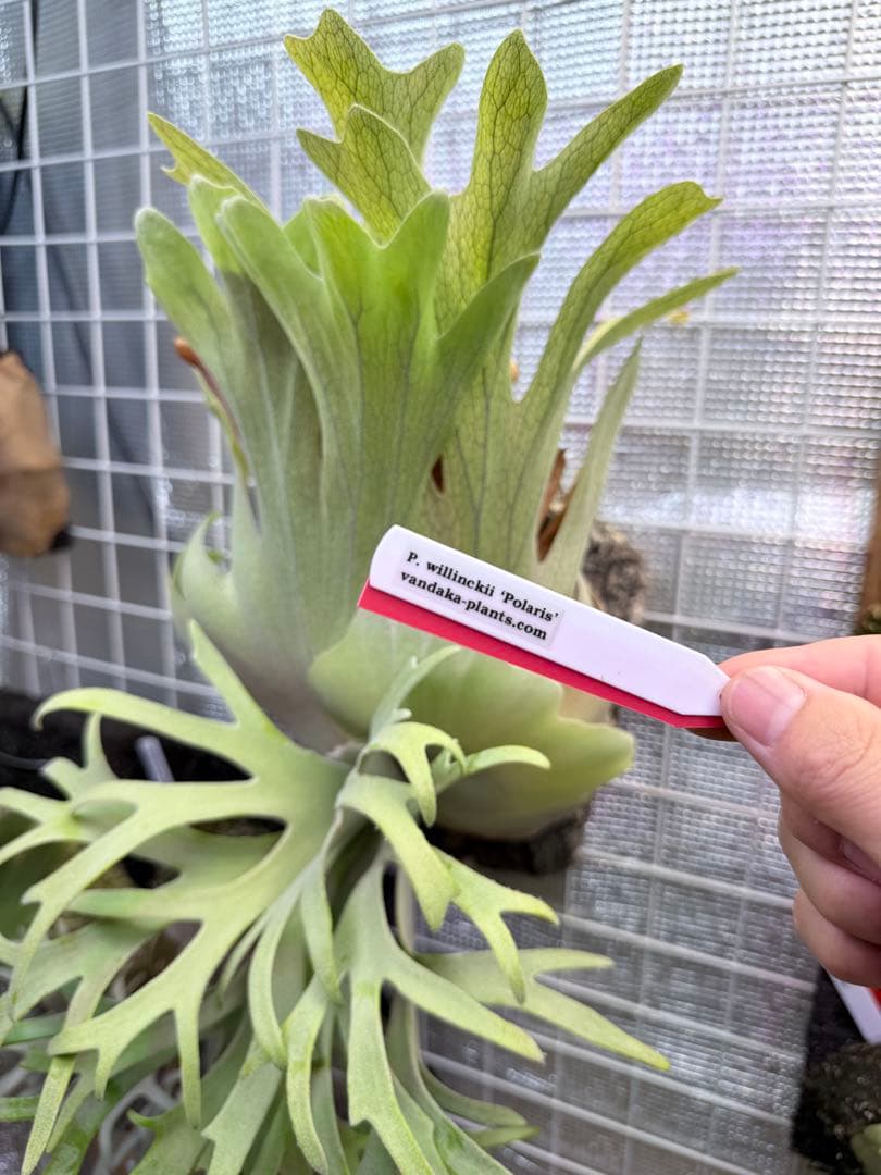 P. willinckii 'Polaris 'ポラリス子株ビカクシダ胞子セット