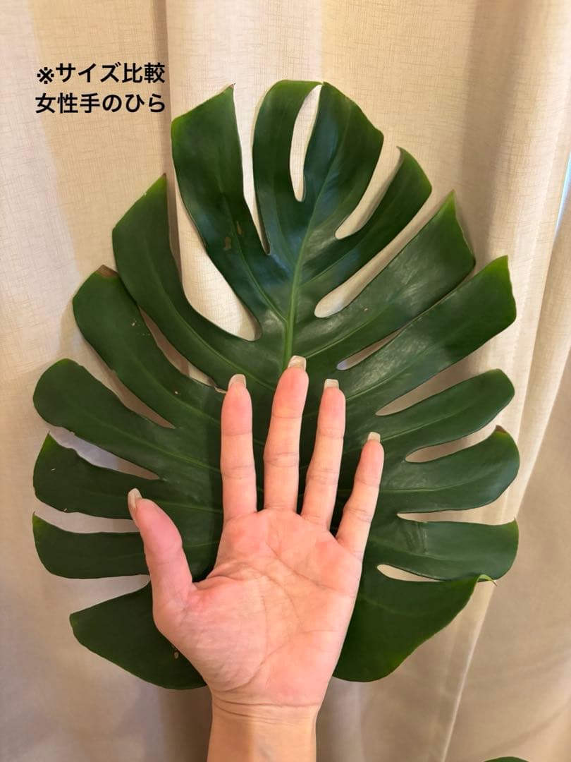 大型幹上がりモンステラ＆無印良品セメント鉢セット