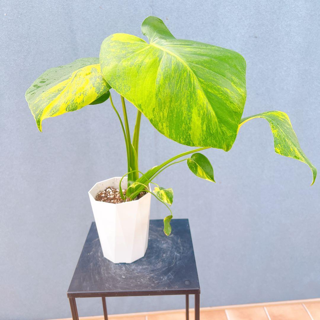 現品　モンステラ　オーレア　マルマラータ　89番　斑入り　希少　レア　観葉植物