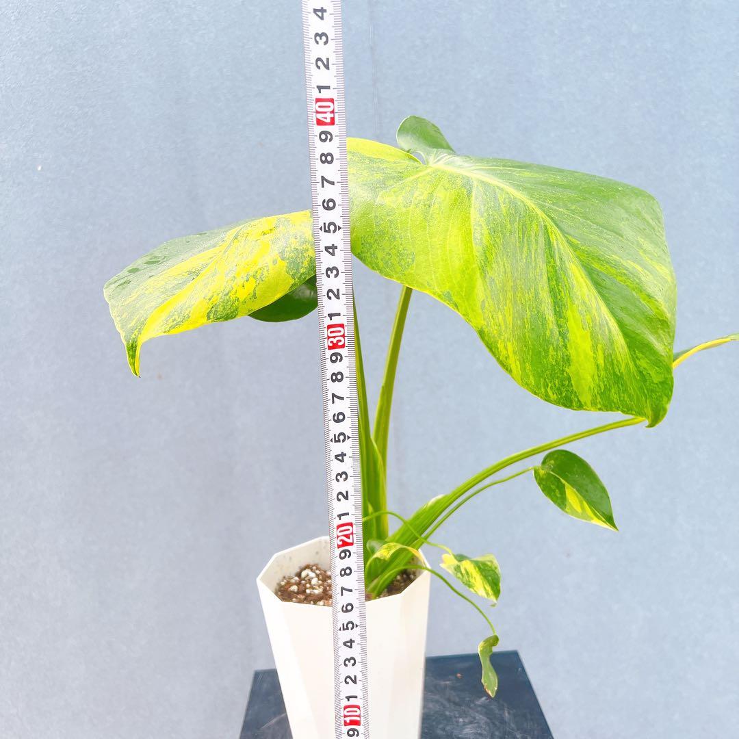 現品　モンステラ　オーレア　マルマラータ　89番　斑入り　希少　レア　観葉植物