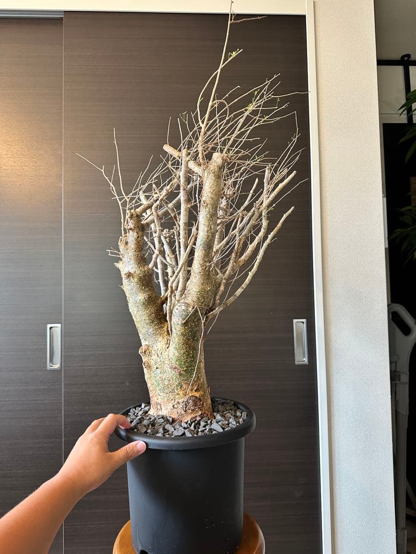 n*o様 超特大 コミフォラ フンベルティ Commiphora Humbert