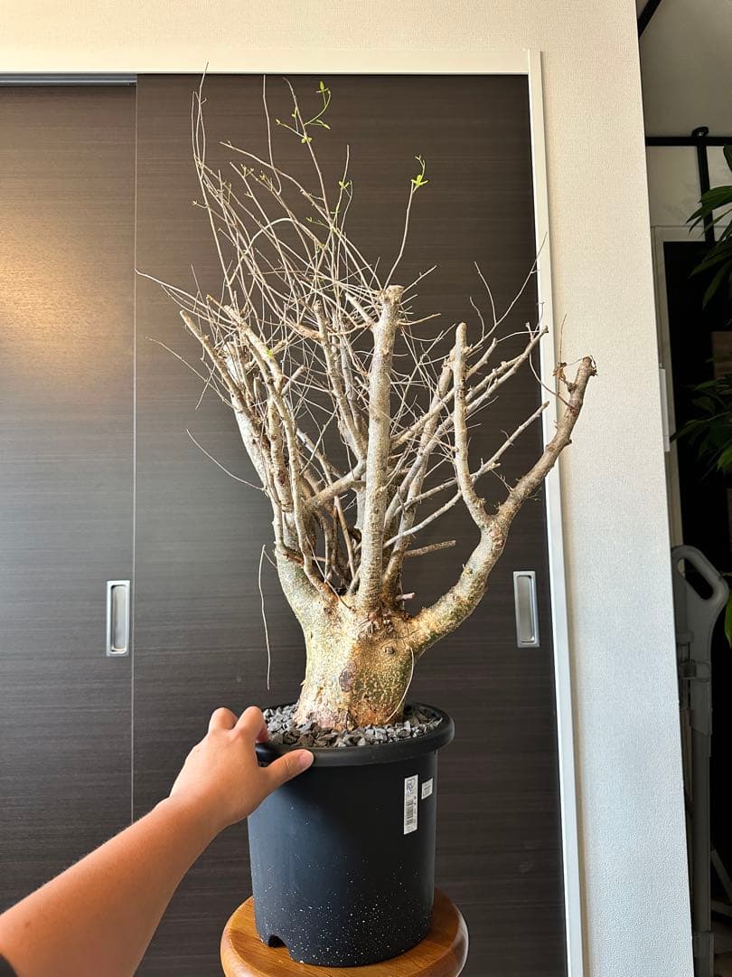 n*o様 超特大 コミフォラ フンベルティ Commiphora Humbert