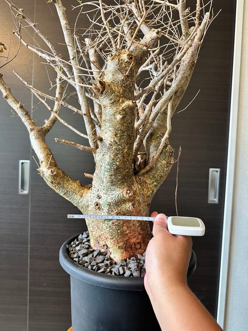 n*o様 超特大 コミフォラ フンベルティ Commiphora Humbert