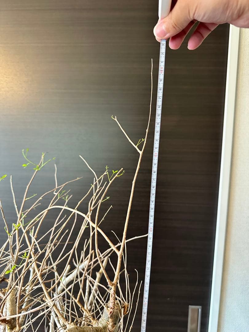 n*o様 超特大 コミフォラ フンベルティ Commiphora Humbert