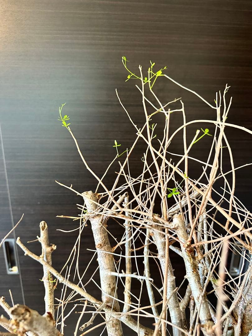 n*o様 超特大 コミフォラ フンベルティ Commiphora Humbert