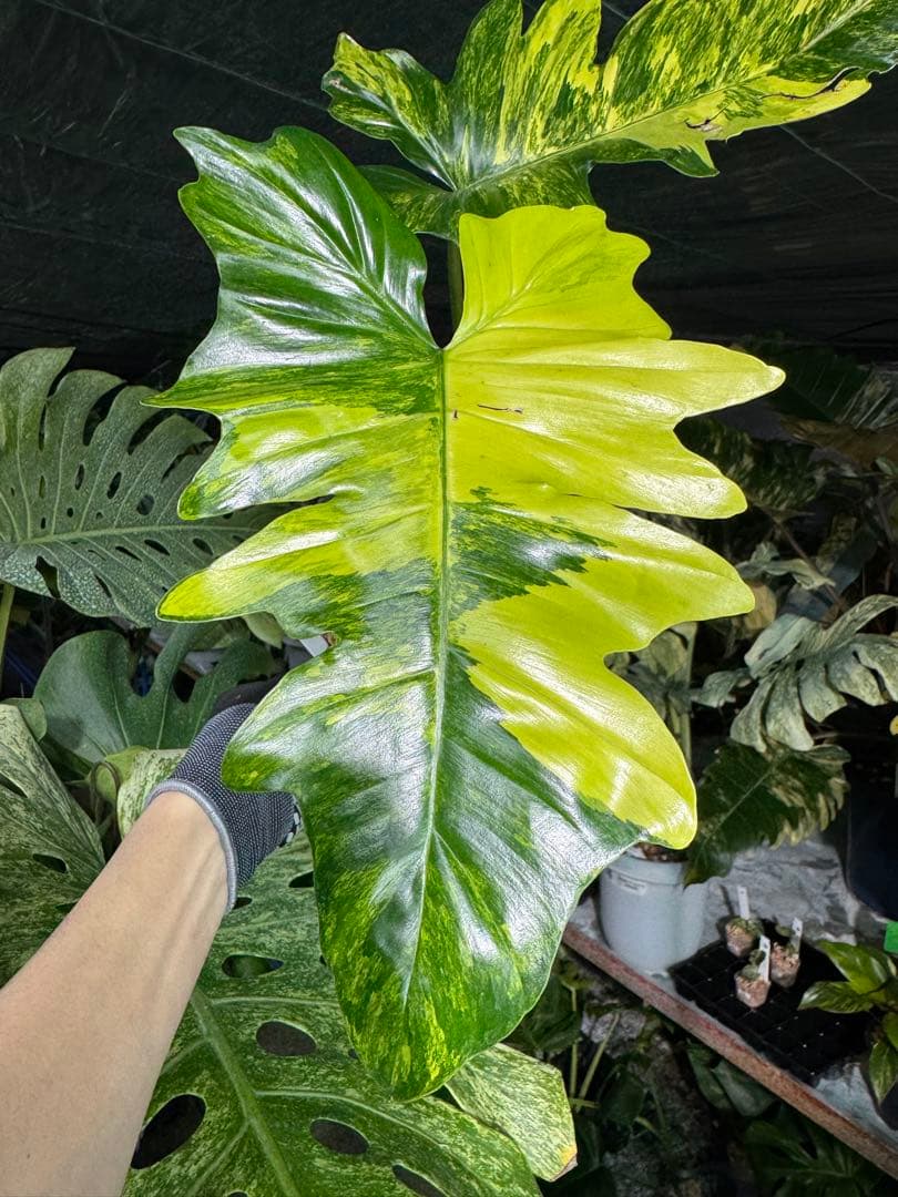 1 フィロデンドロン　キティナ　健康カット苗