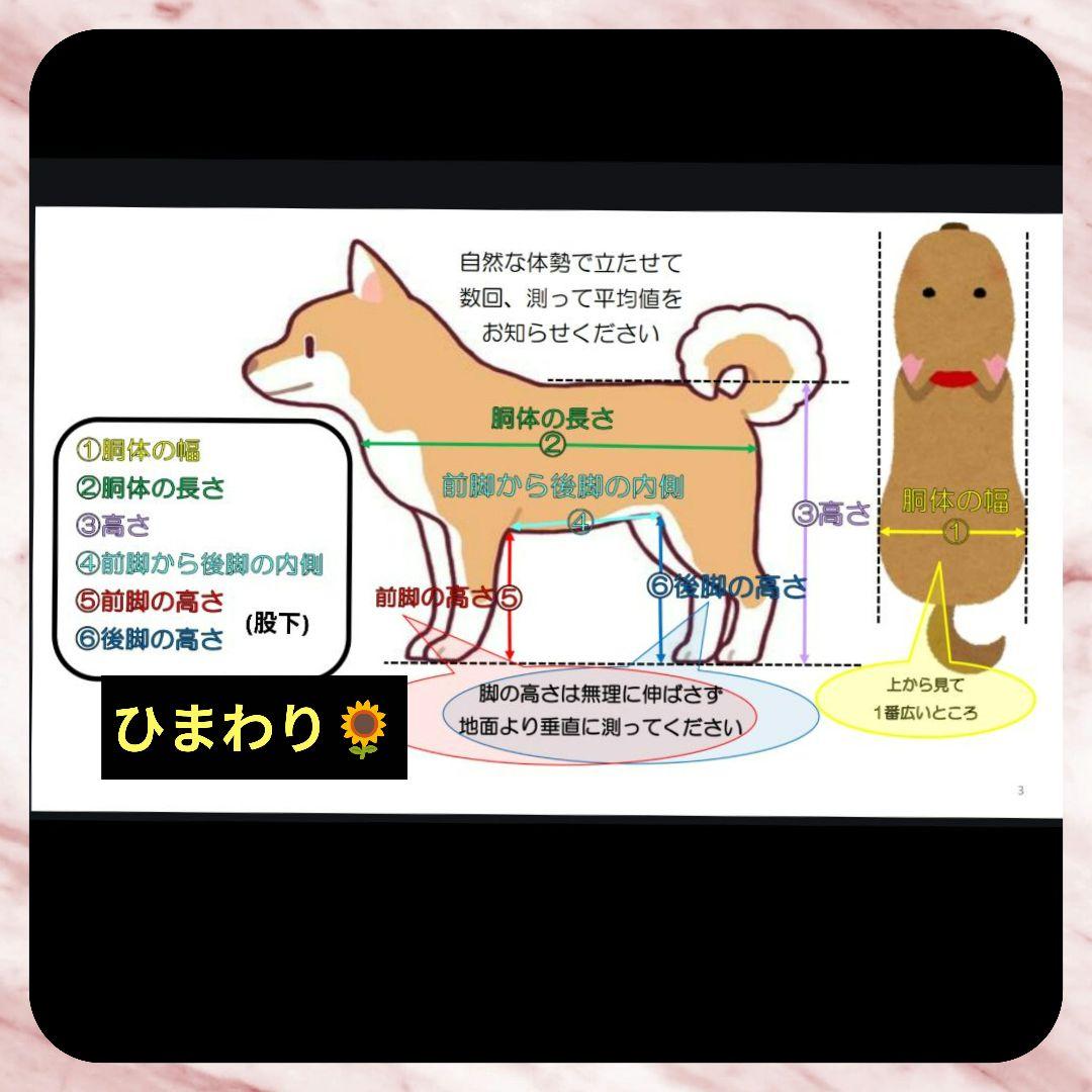 柴犬4輪　リハビリ　食事補助　犬用車椅子　介護用品　犬の歩行器