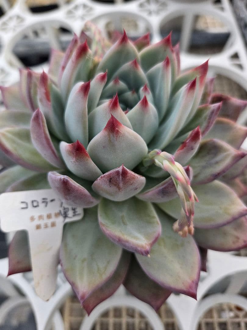 多肉植物…エケベリア♬*°札付き錦玉園コロラータ花芽付き大苗子株付き