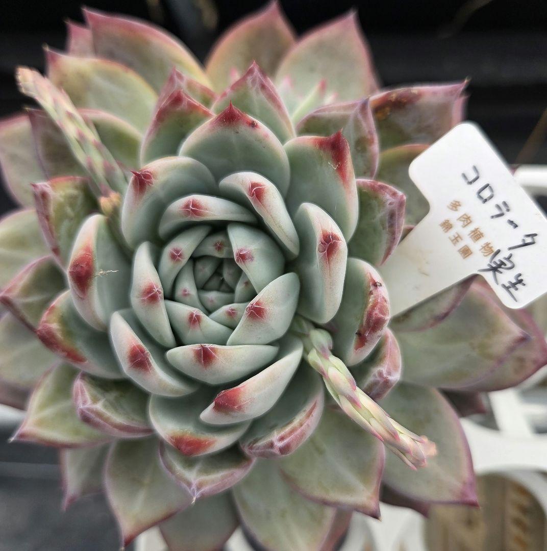 多肉植物…エケベリア♬*°札付き錦玉園コロラータ花芽付き大苗子株付き
