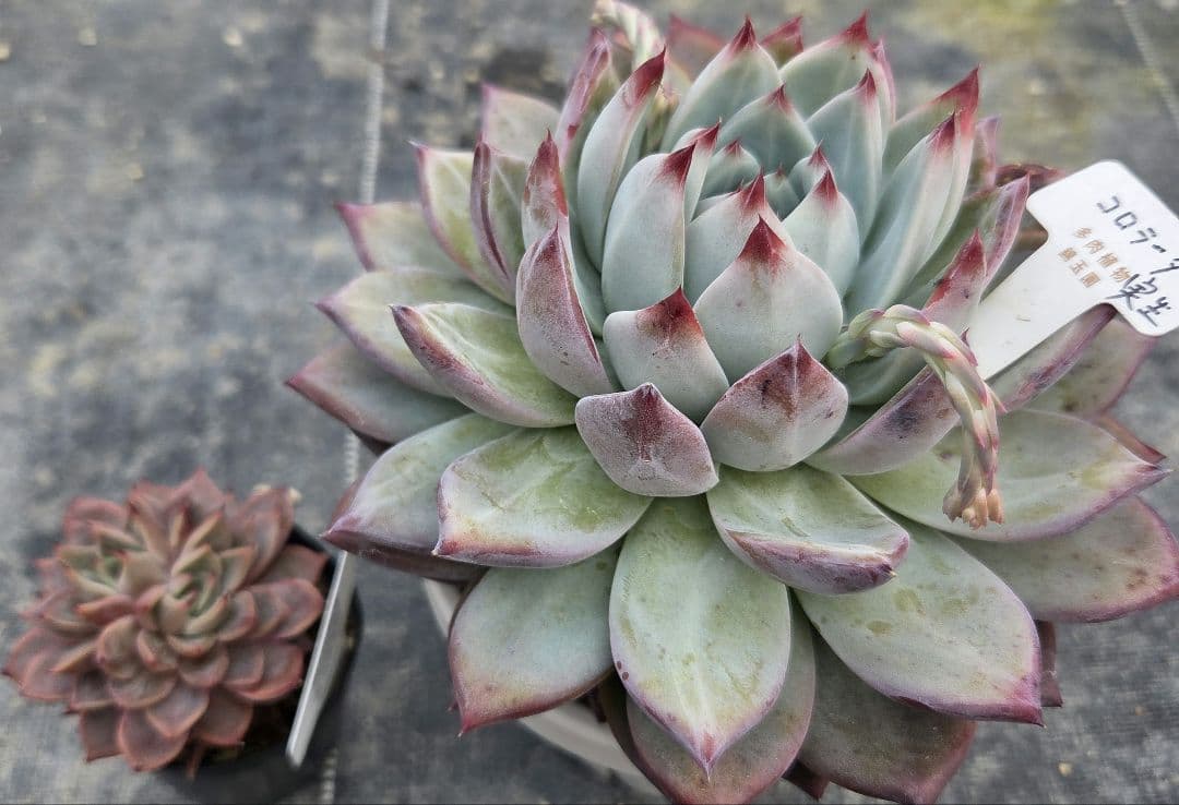 多肉植物…エケベリア♬*°札付き錦玉園コロラータ花芽付き大苗子株付き