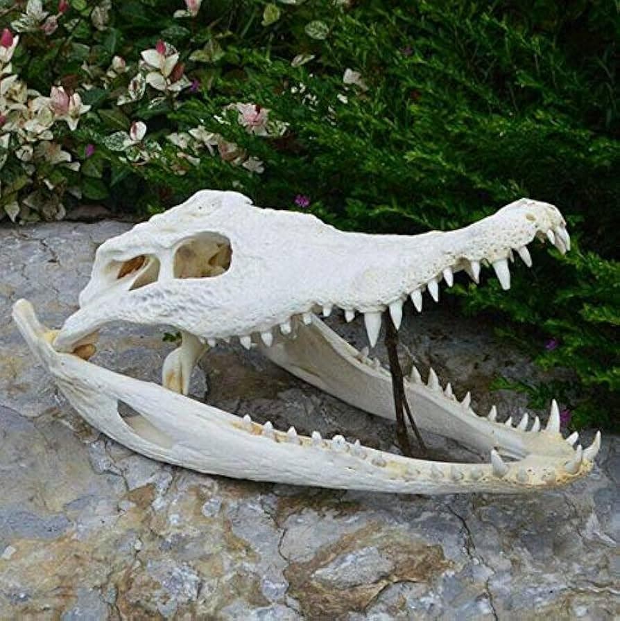 ma【実物】ワニ頭骨　シャムワニ　頭骨標本　本物　ワニ　標本　美品