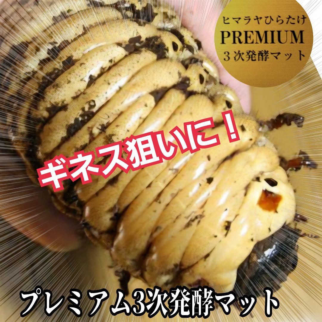 プレミアム3次発酵カブトムシマット　100リットル　ヘラクレス181ミリ羽化実績