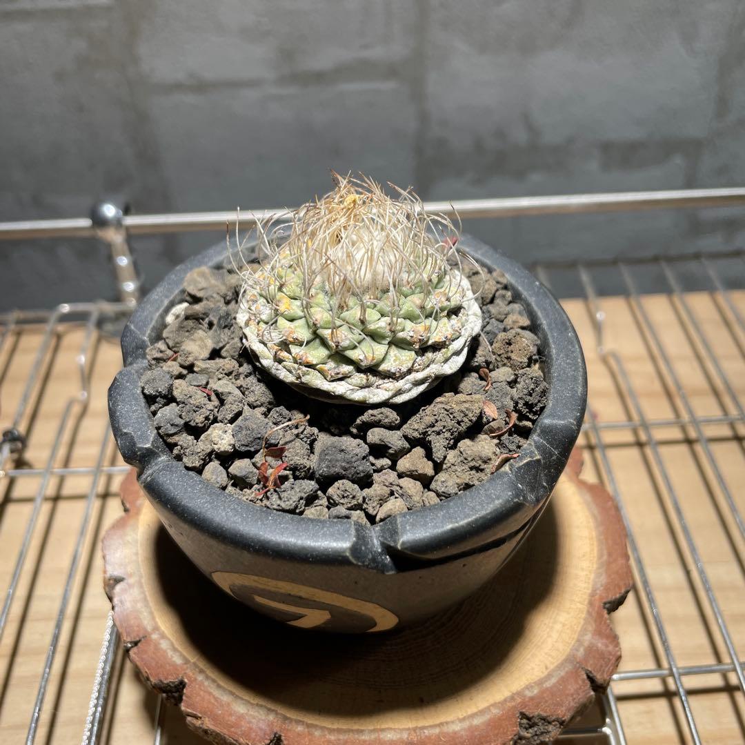 ストロンボ　カクタス　菊水　超扁平株