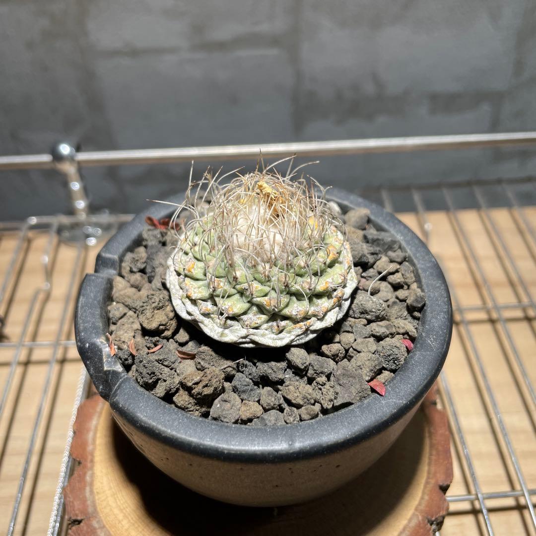 ストロンボ　カクタス　菊水　超扁平株