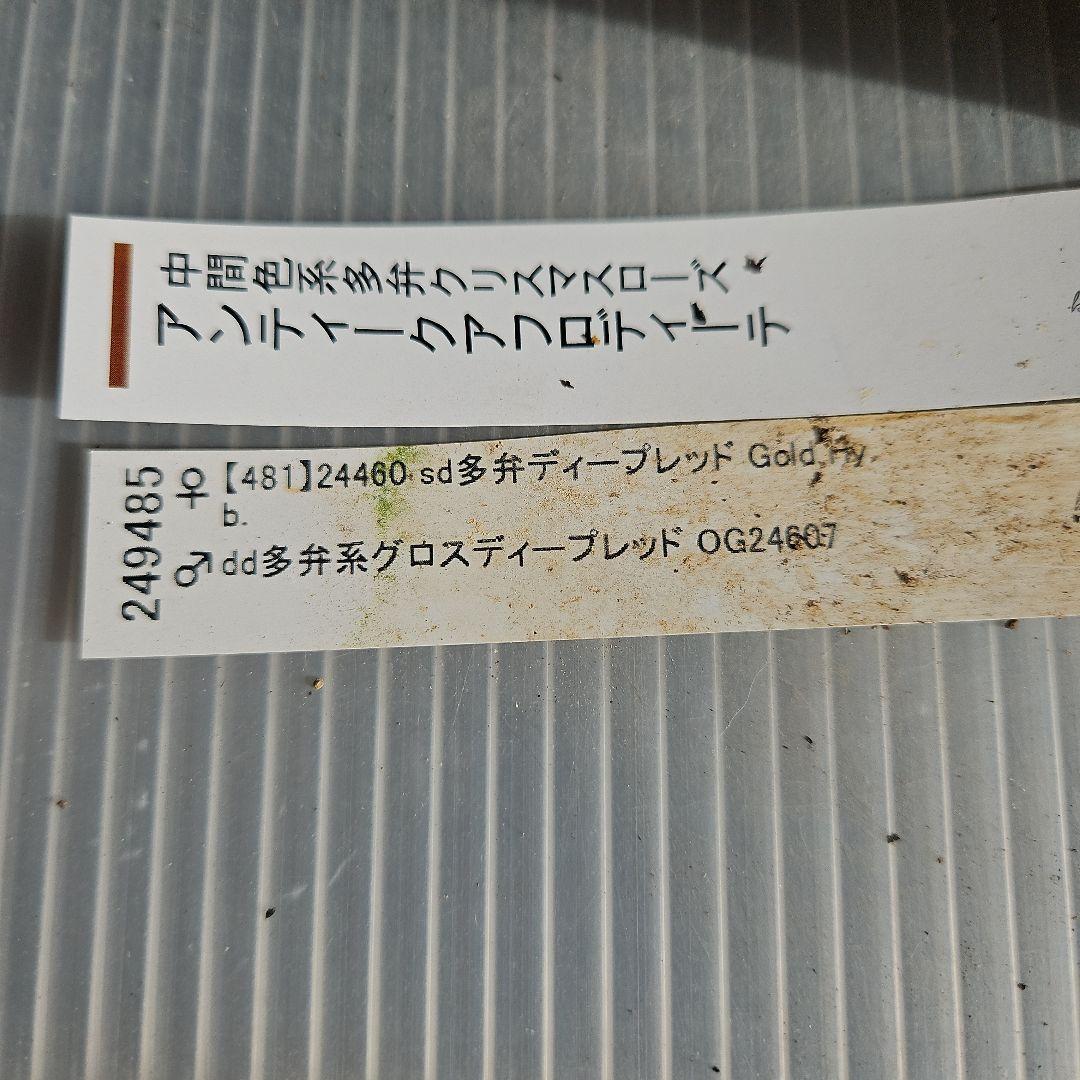 ㉖-220クリスマスローズ