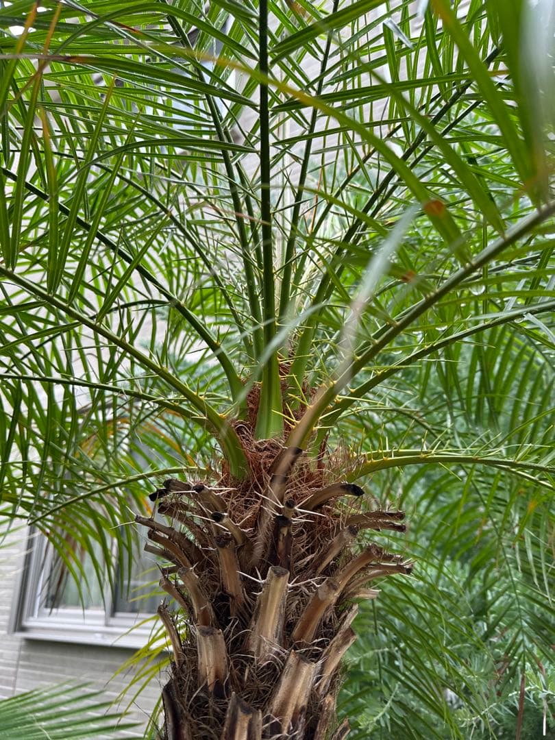 フェニックス ロベレニー(３年地植え越冬済み)