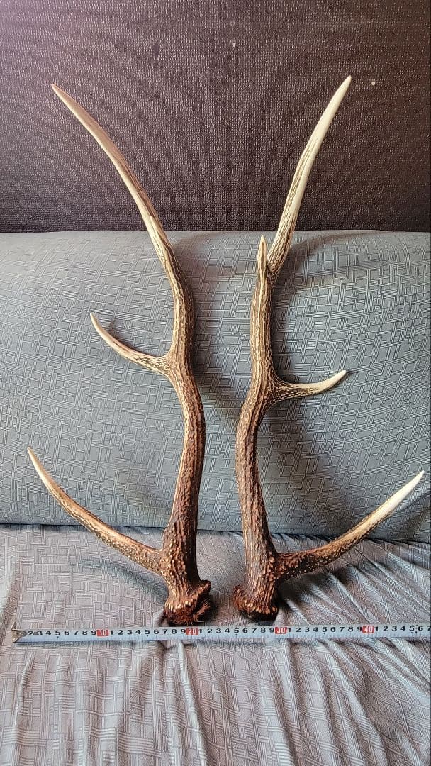 シカの角 約70cm