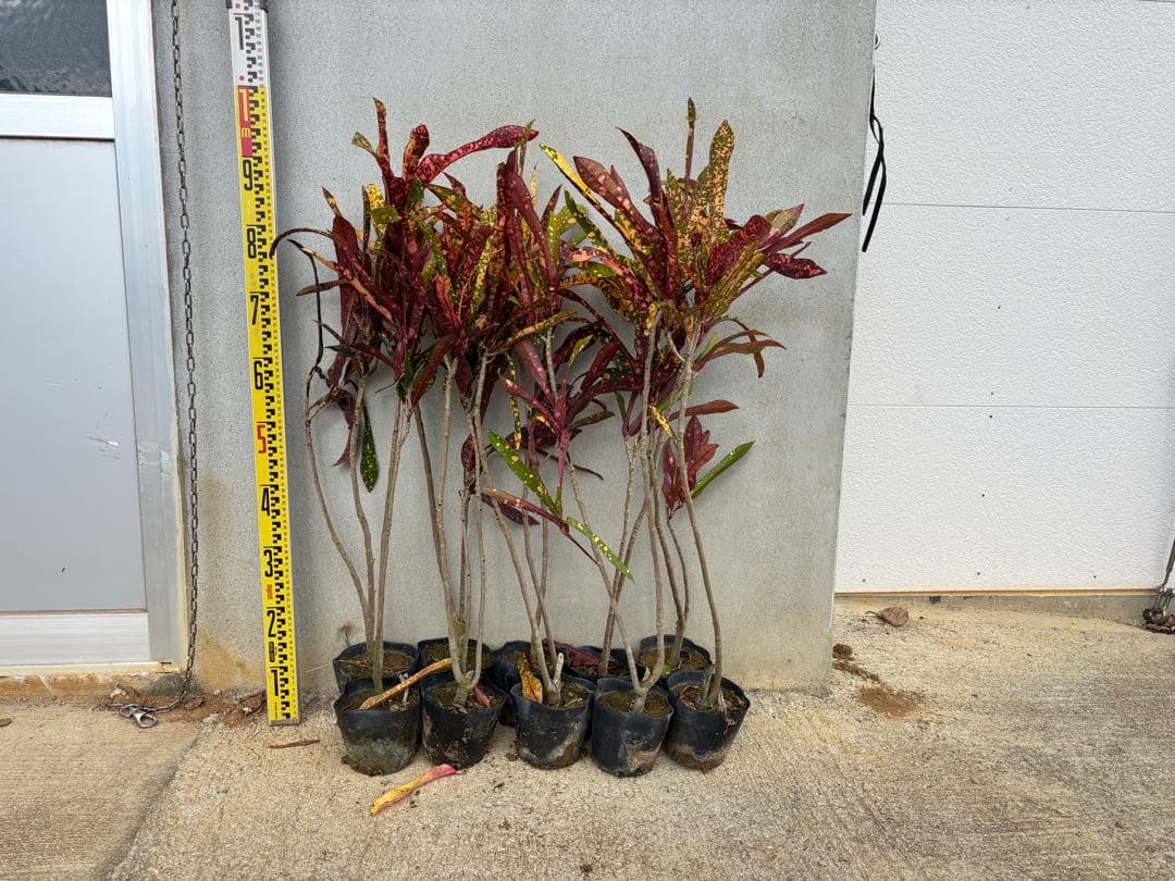 クロトン苗木 10本セット 約70〜90cm