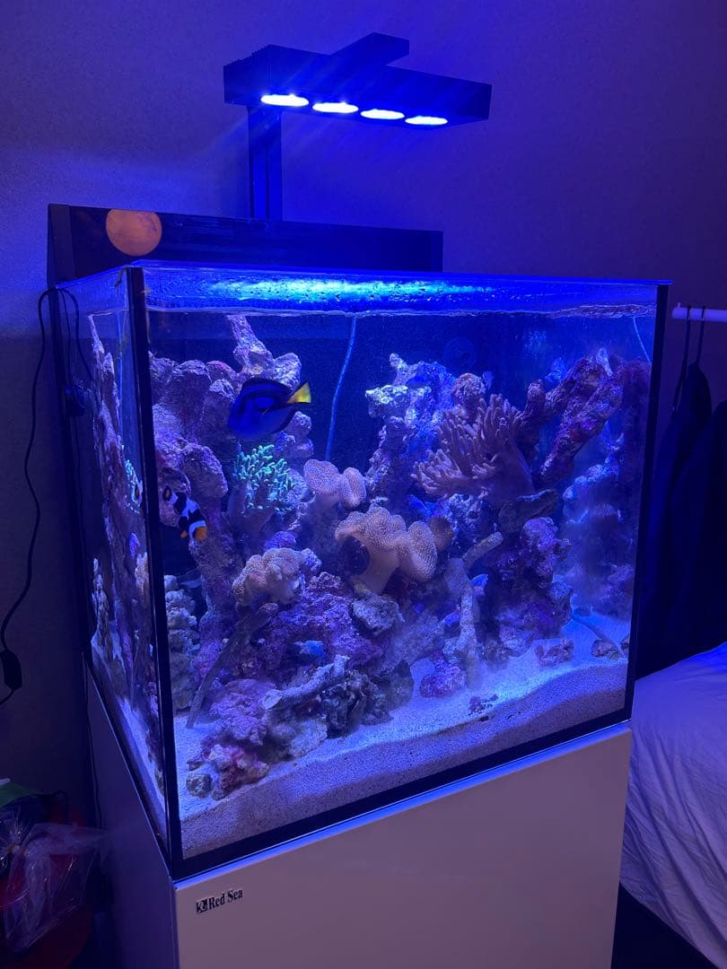 レッドシー マックスE170 / red sea max E 170