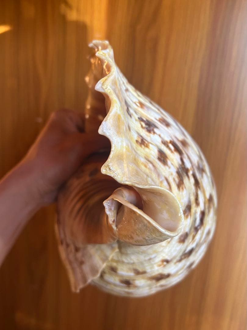 法螺貝　特大直線40cm 1750g