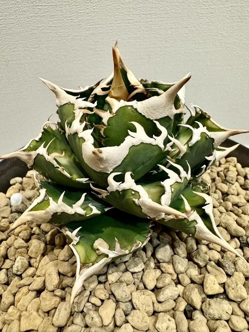 アガベ　チタノタ　大白鯊　親株　ホホジロザメ　lize産