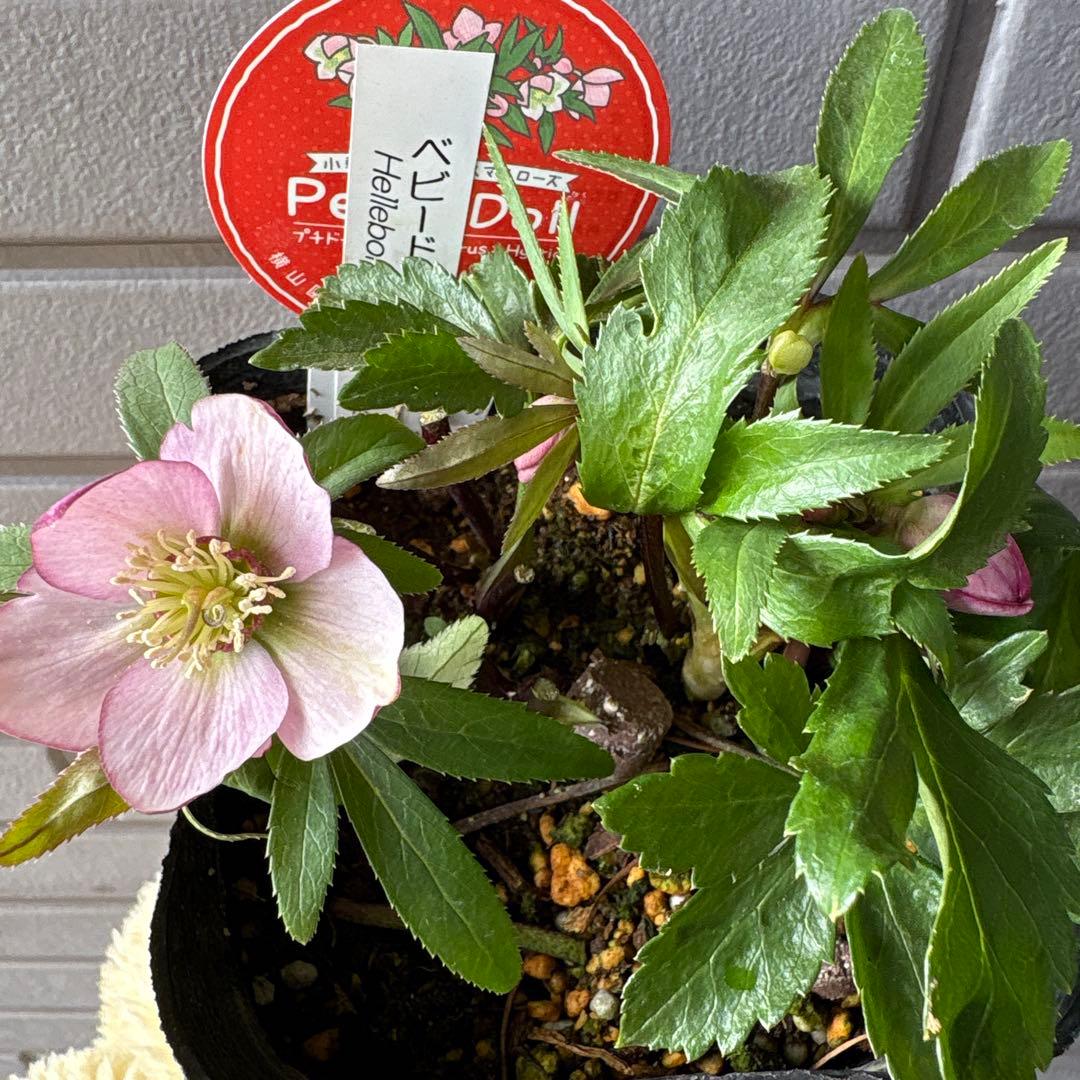 横山園芸　クリスマスローズ　ベビードール　ピコティー　ポットごと発送　蕾付き