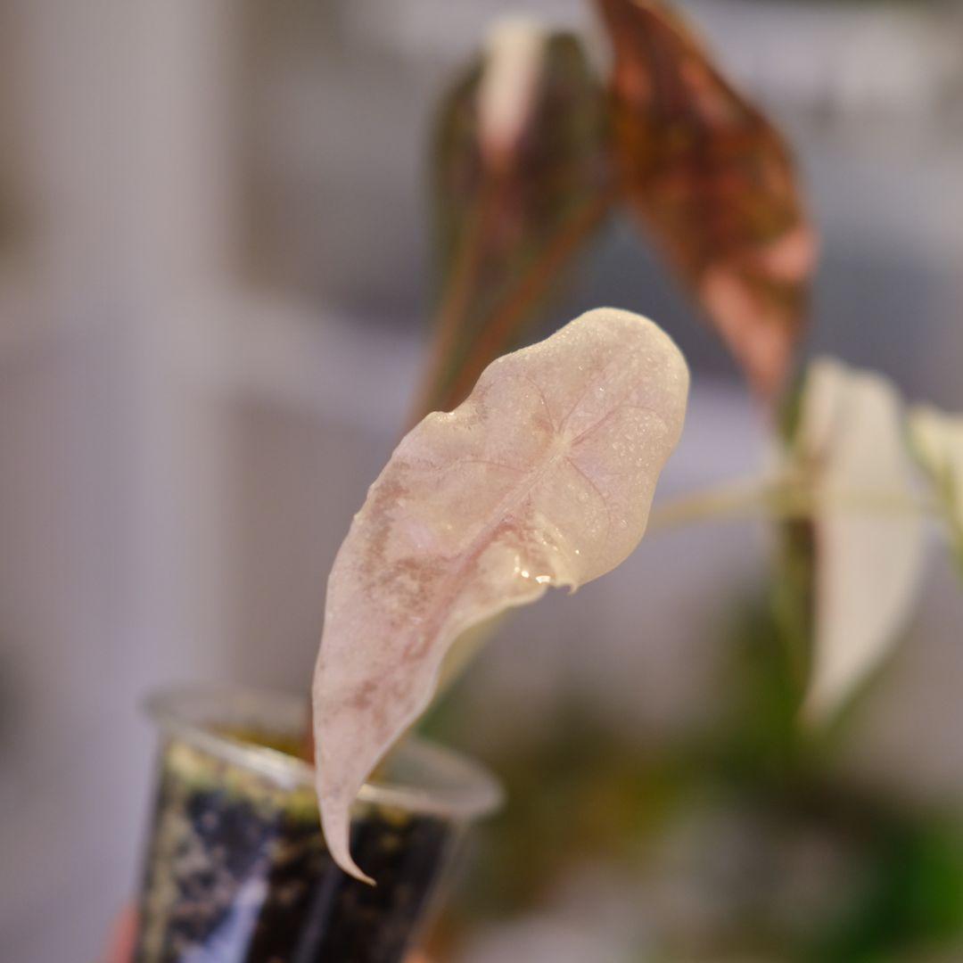 Alocasia chantrieri pink /アロカシア シャントリエリ③