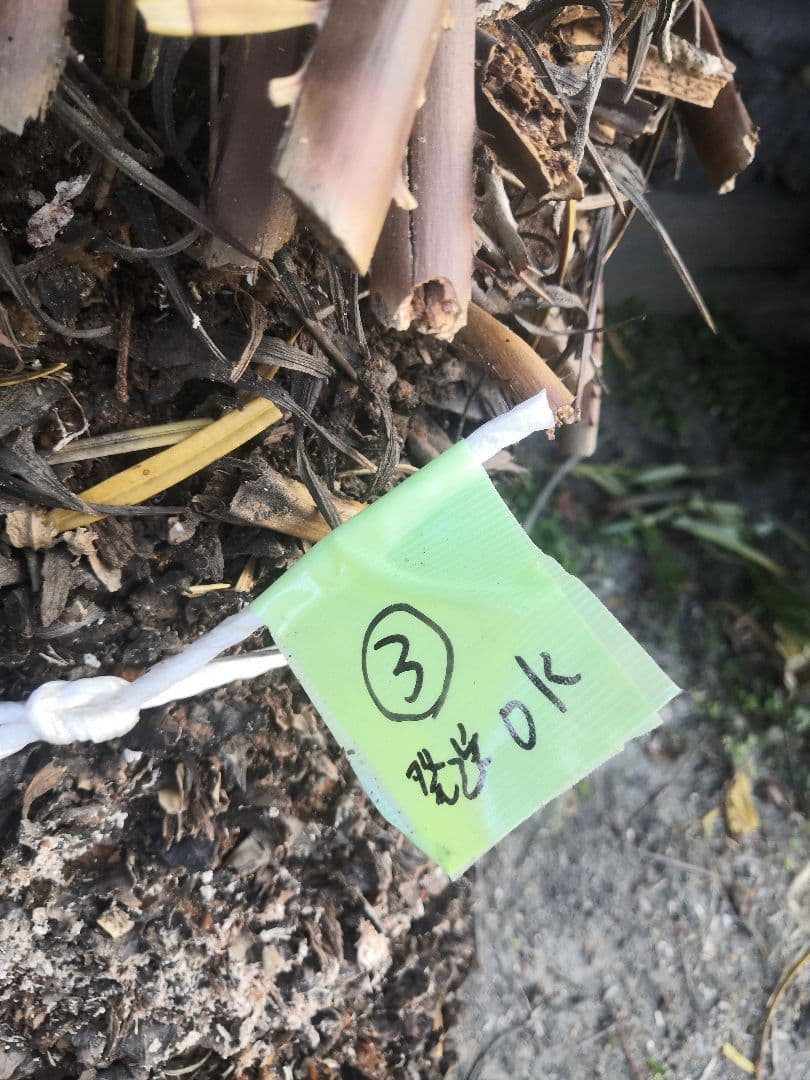 ソテツ 蘇鉄 胴切り　直径25cm前後