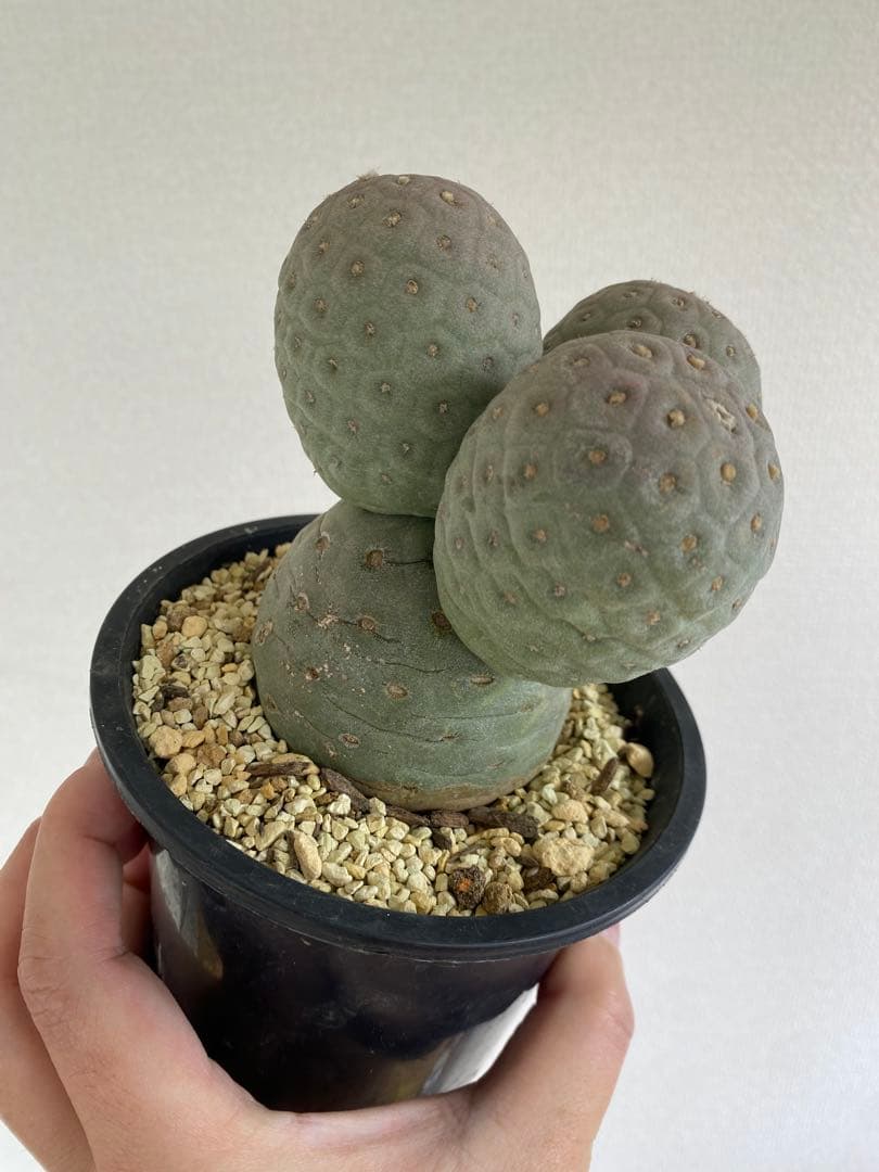 テフロカクタス ゲオメトリクス 胴太株