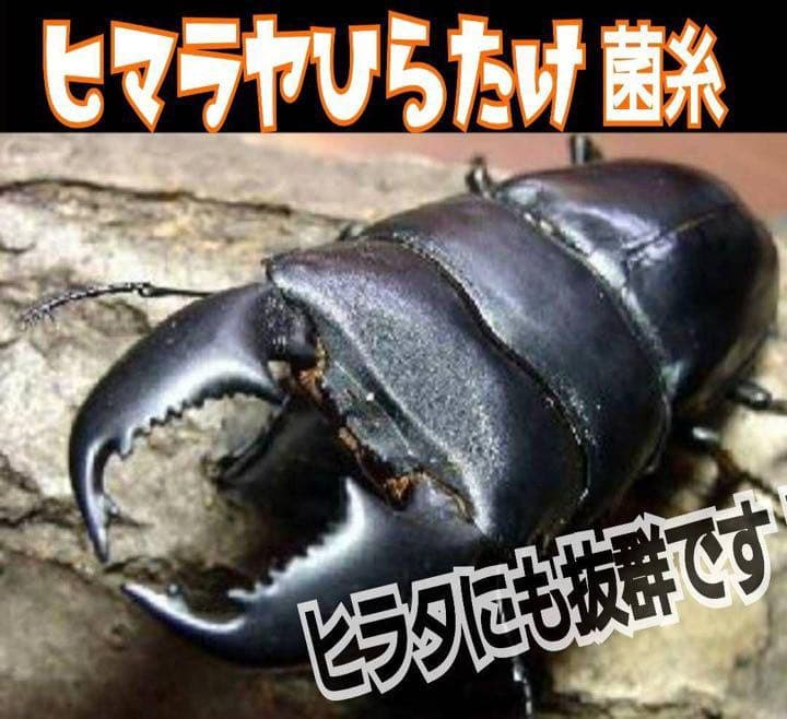 極上！ヒマラヤひらたけ菌糸ブロック【6個】トレハロース強化配合！オオクワに抜群！