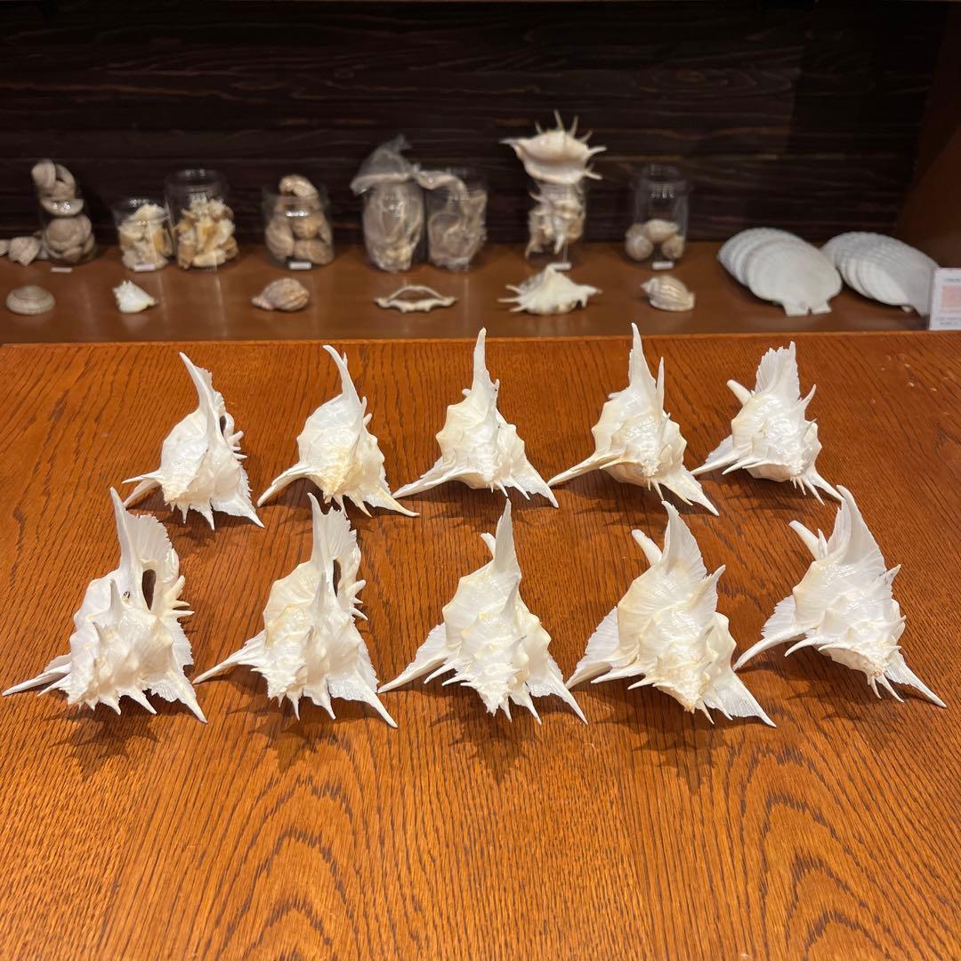 海*貝様 【最終在庫】　美品　東シナ海産　蓋付き　ガンセキバショウ　10点セット