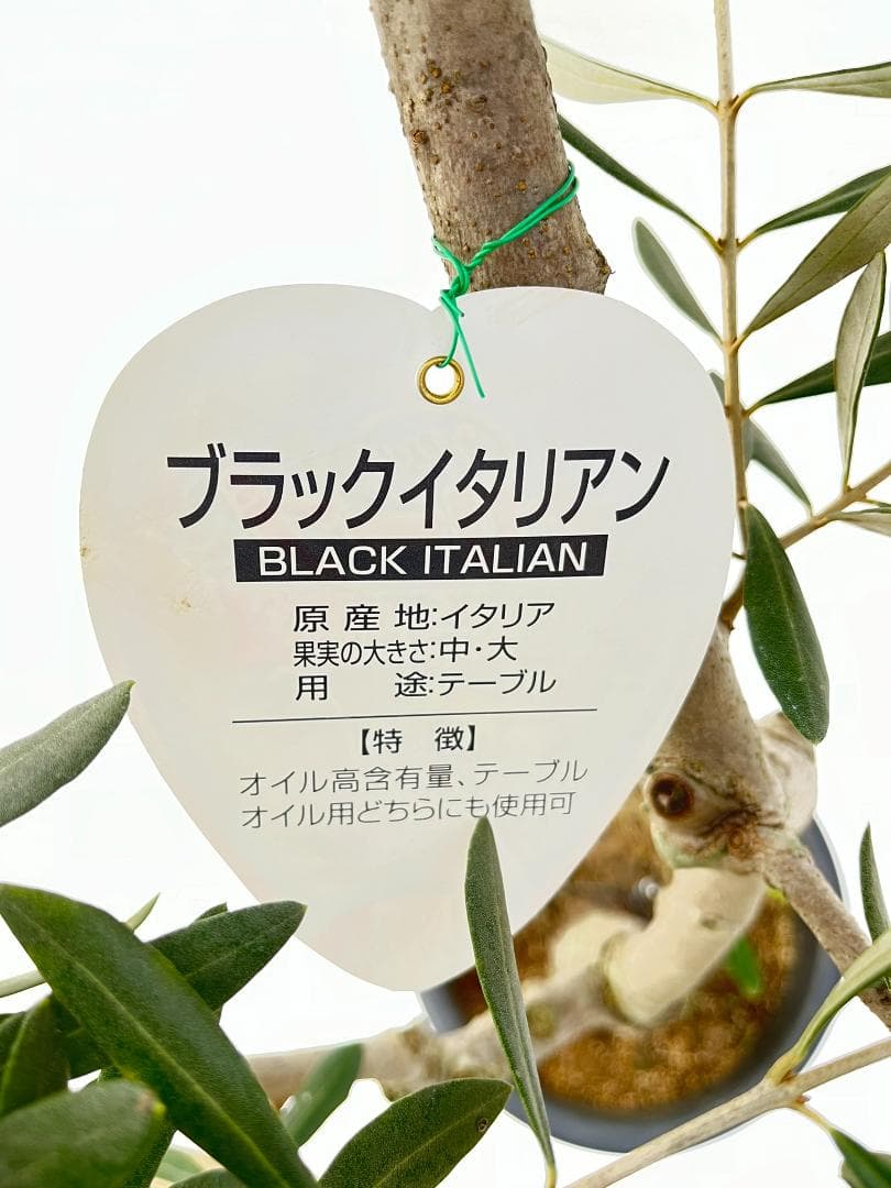 オリーブの木　ブラックイタリアン　7号　約110cm　K-312　希少　現品掲載
