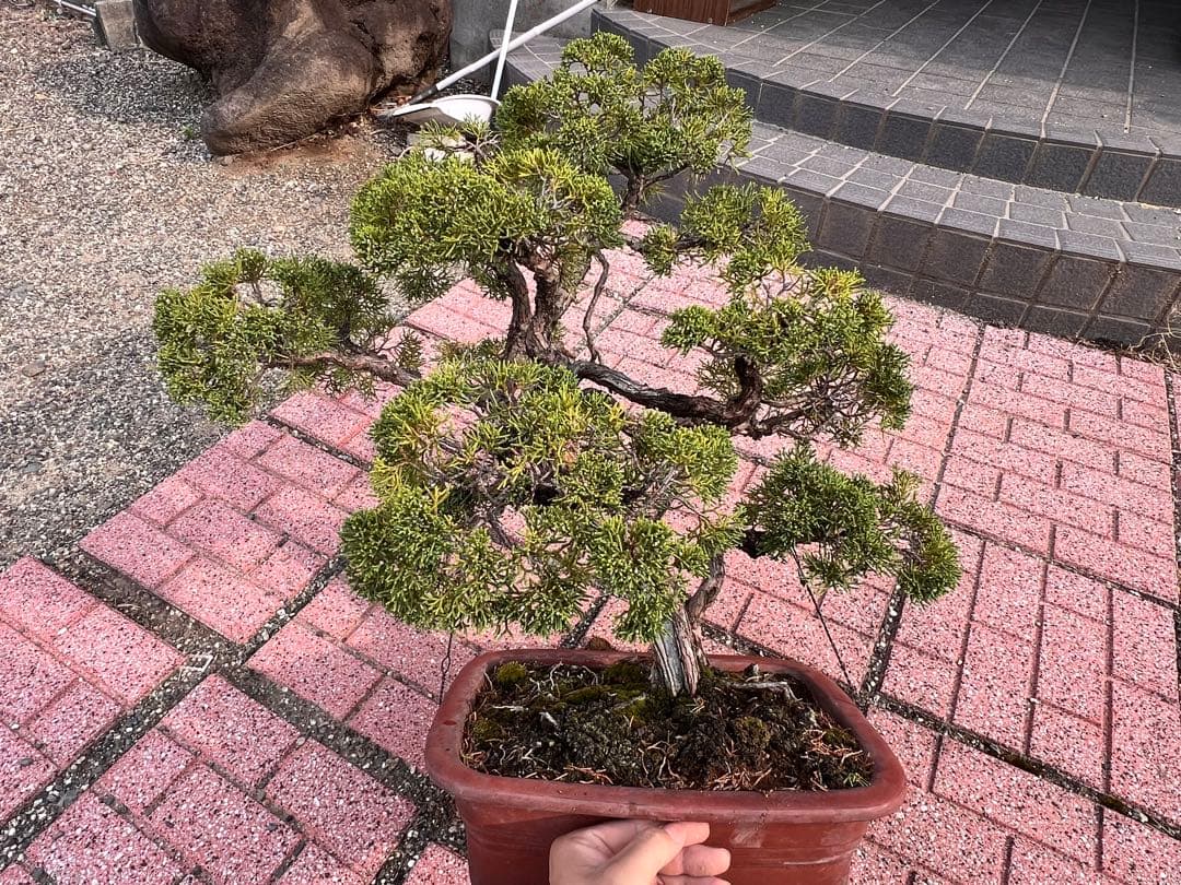 真柏盆栽　盆栽　真拍　シャリ