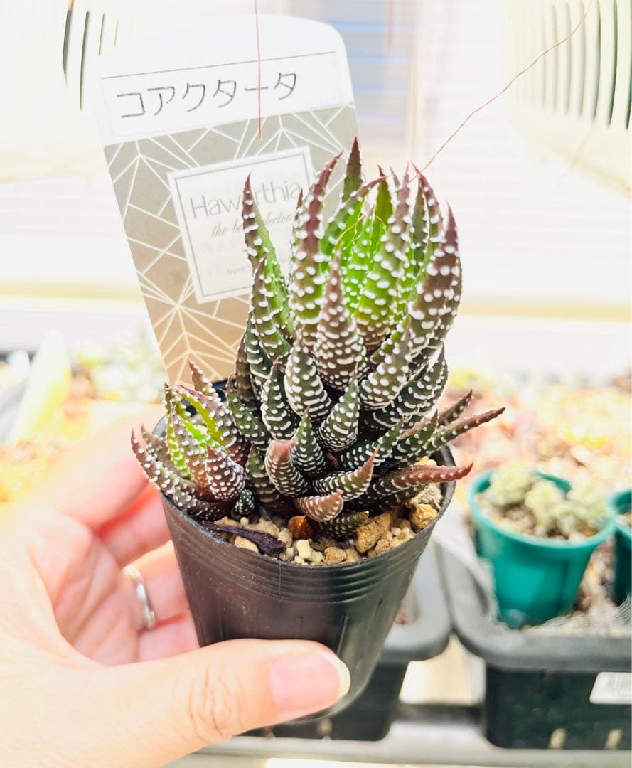【現品　根付き】ハオルチア「コアクタータ」多肉植物　7.5㌢鉢　子株付き