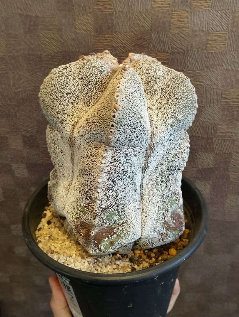 特大 古株 恩塚ランポー