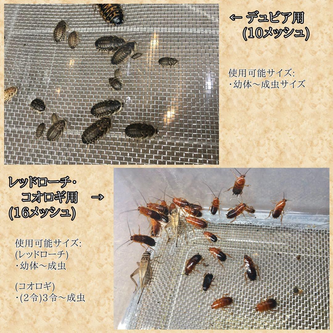 くに様　M(フル)