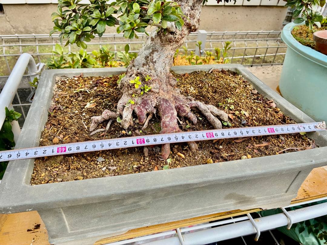 皐月盆栽華宝