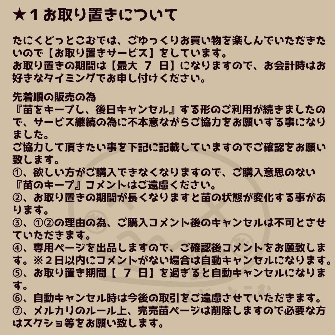 ラブパール(大苗)◎多肉植物 カット苗 韓国苗 エケベリア等