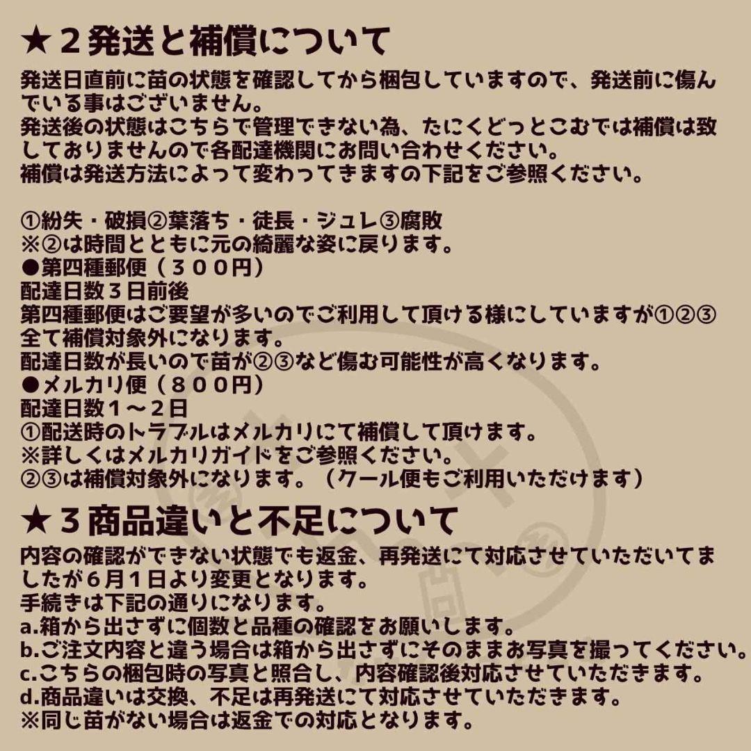ラブパール(大苗)◎多肉植物 カット苗 韓国苗 エケベリア等