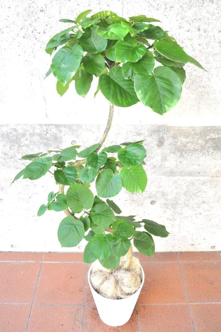 フィカス・ウンベラータ 150cm１０号 S-shaped tree form