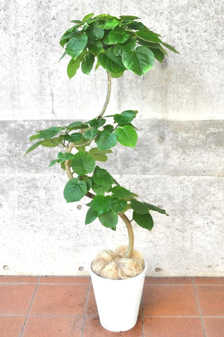 フィカス・ウンベラータ 150cm１０号 S-shaped tree form