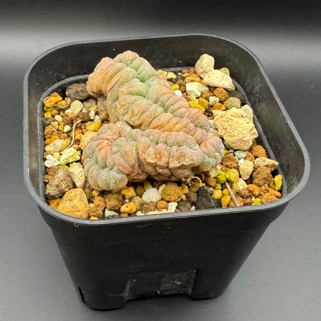 烏羽玉 綴化　Lophophora williamsii f. cristata