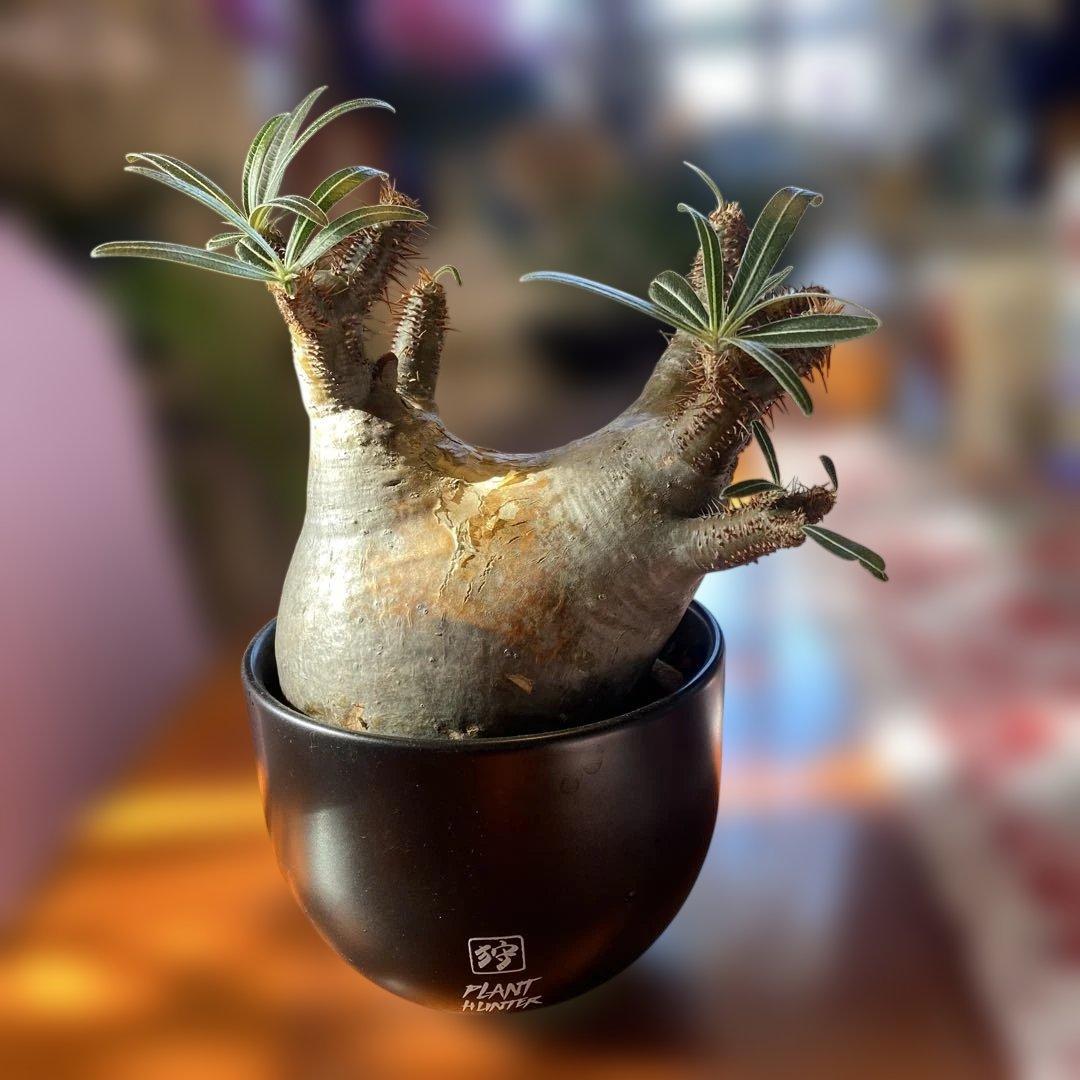 グラキリス 現地球