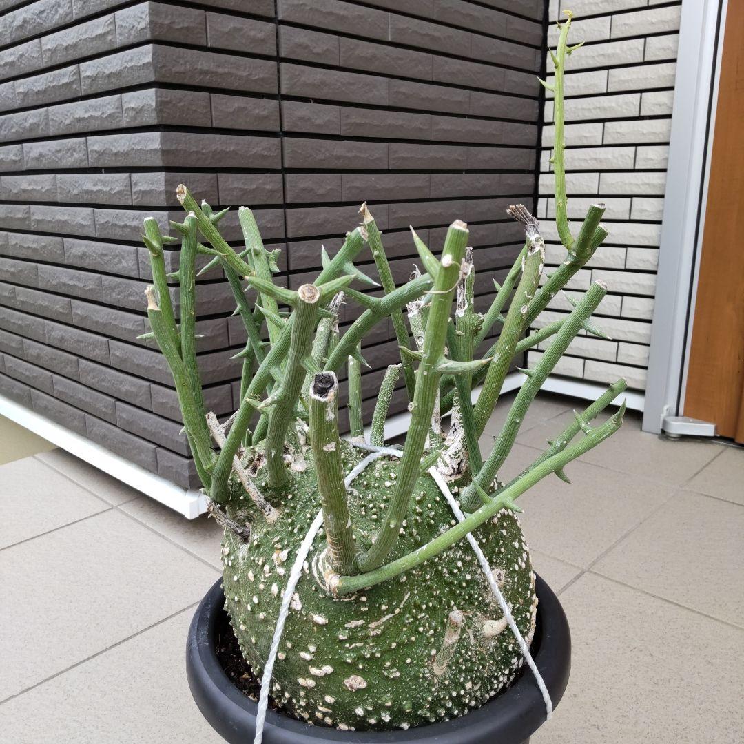 【現品】超大株！塊根植物 アデニア グロボーサ ９号鉢